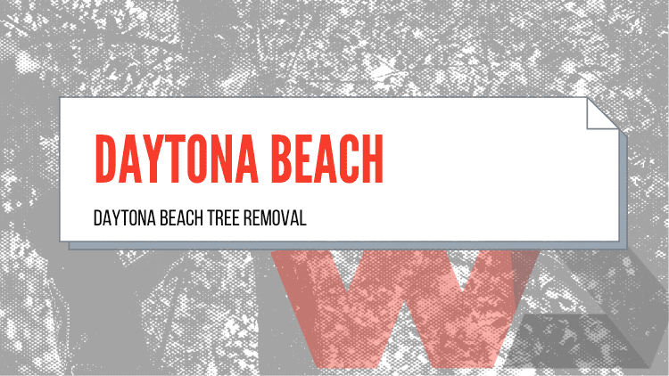 Daytona Beach Tree Removal
